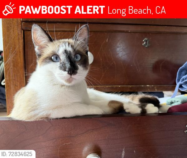 Lost Female Cat last seen Los Coyotes , Long Beach, CA 90808