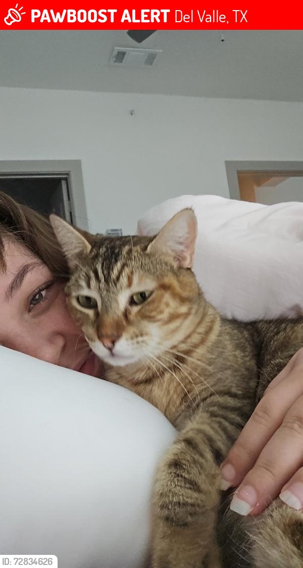 Lost Female Cat last seen Ross rd, Del Valle, TX 78617