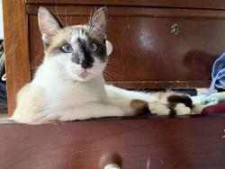 Lost Female Cat last seen Los Coyotes , Long Beach, CA 90808