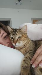 Lost Female Cat last seen Ross rd, Del Valle, TX 78617
