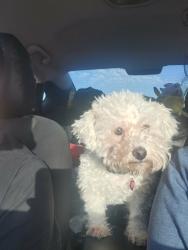 Lost Female Dog last seen Mission and Ajo, Tucson, AZ 85713