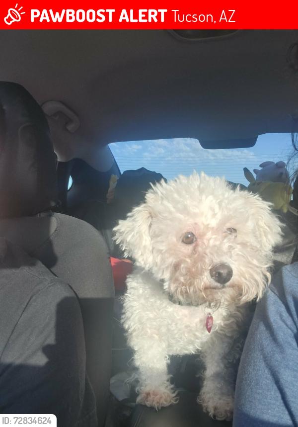 Lost Female Dog last seen Mission and Ajo, Tucson, AZ 85713