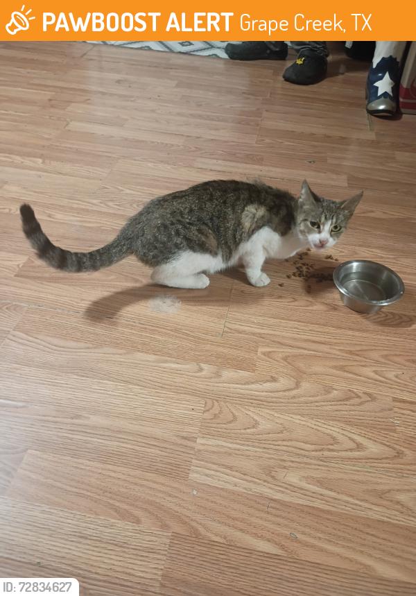 Found/Stray Female Cat last seen W G Creek Rd, Grape Creek, TX 76901