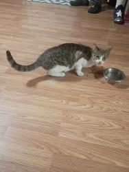 Found/Stray Female Cat last seen W G Creek Rd, Grape Creek, TX 76901