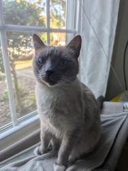 Lost Male Cat last seen Regent Park ln, Charlotte, NC 28210