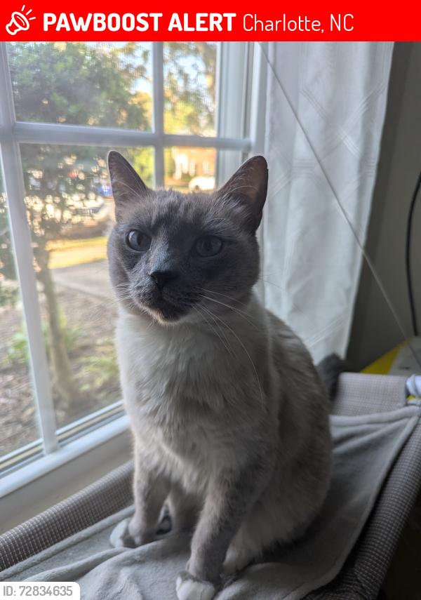 Lost Male Cat last seen Regent Park ln, Charlotte, NC 28210