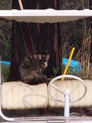 Reunited Female Cat last seen Amargosa and Key Pointe Dr , Hesperia, CA 92345