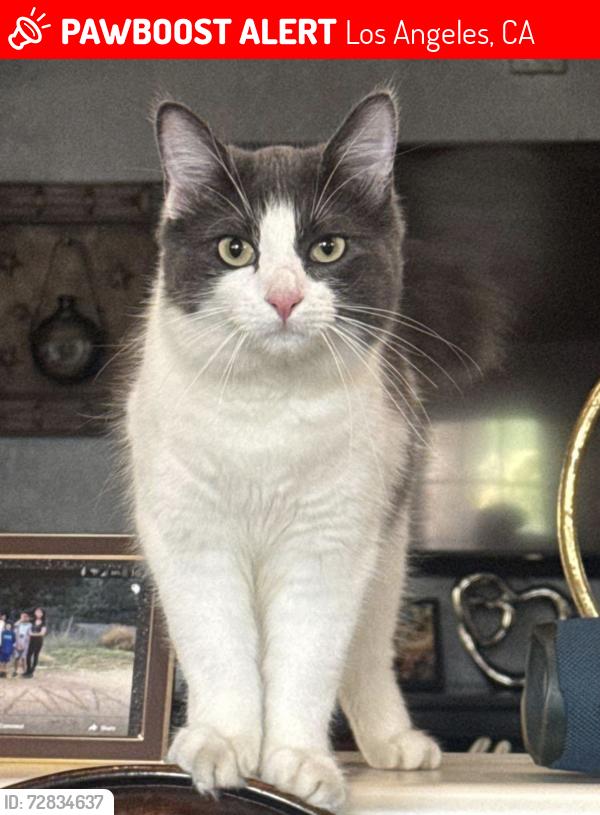 Lost Female Cat last seen Victory and Wilbur , Los Angeles, CA 91335