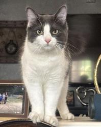 Lost Female Cat last seen Victory and Wilbur , Los Angeles, CA 91335