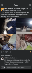 Lost Male Cat last seen Harding Hy-Vee Euclid , Des Moines, IA 50310