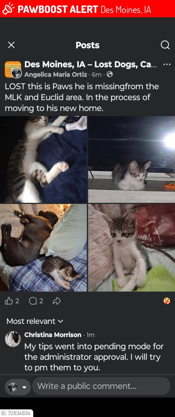 Lost Male Cat last seen Harding Hy-Vee Euclid , Des Moines, IA 50310