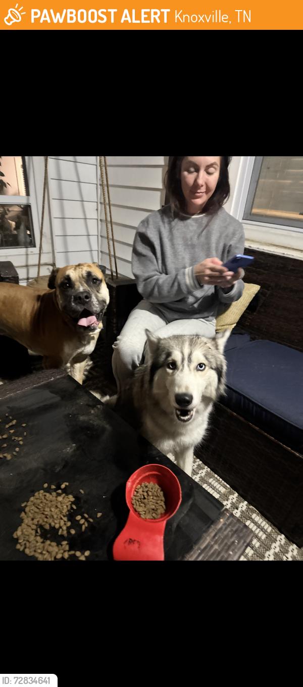 Found/Stray Male Dog last seen Entry to sharps ridge road , Knoxville, TN 37917