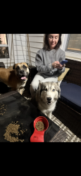 Found/Stray Male Dog last seen Entry to sharps ridge road , Knoxville, TN 37917