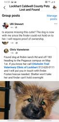 Found/Stray Female Dog last seen Hwy183, Lockhart, TX 78644