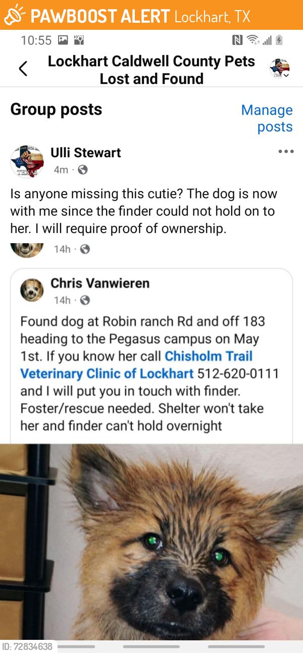 Found/Stray Female Dog last seen Hwy183, Lockhart, TX 78644