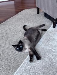 Lost Male Cat last seen SE 51st PL, Issaquah, WA 98029