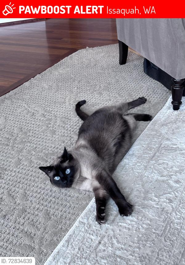 Lost Male Cat last seen SE 51st PL, Issaquah, WA 98029