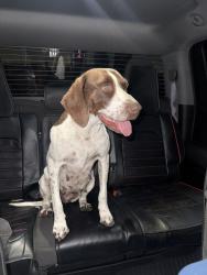 Found/Stray Female Dog last seen Pepper, Rialto, CA 92376