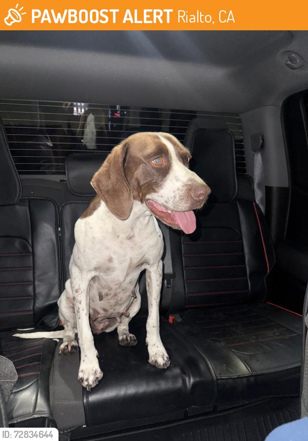 Found/Stray Female Dog last seen Pepper, Rialto, CA 92376