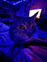Lost Male Cat last seen Near nashville hwy baxter tn, Baxter, TN 38544