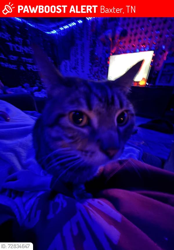Lost Male Cat last seen Near nashville hwy baxter tn, Baxter, TN 38544
