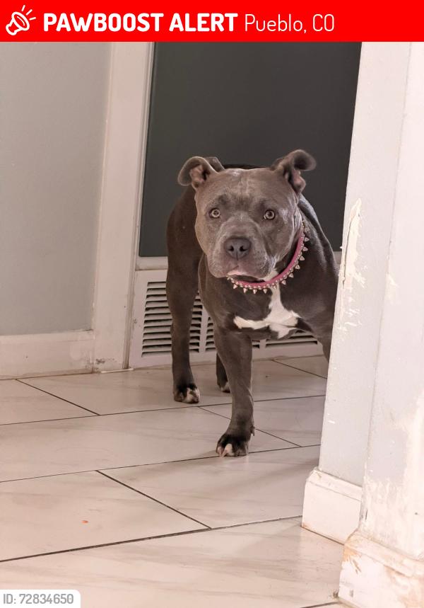 Lost Female Dog last seen Portland, Pueblo, CO 81001