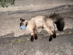 Found/Stray Unknown Cat last seen Between houses 5541 and 5547 Streamview St, San Diego, CA 92105