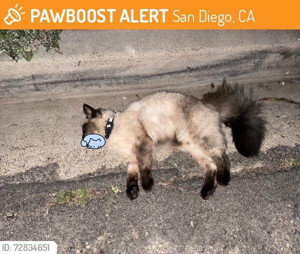 Found/Stray Unknown Cat last seen Between houses 5541 and 5547 Streamview St, San Diego, CA 92105