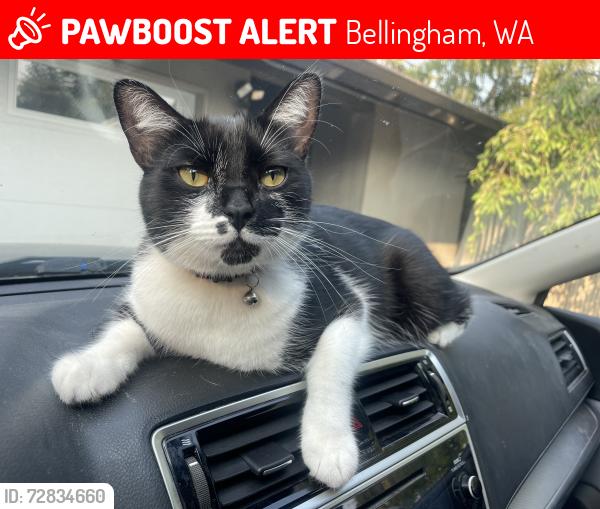Lost Male Cat last seen Hawthorne Rd/Middlefield Rd, Bellingham, WA 98225
