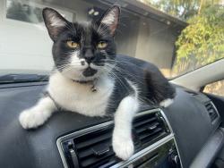Lost Male Cat last seen Hawthorne Rd/Middlefield Rd, Bellingham, WA 98225
