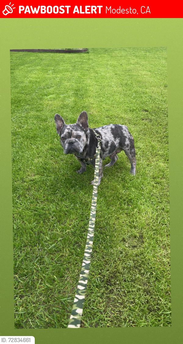 Lost Male Dog last seen Near maple st , Modesto, CA 95351