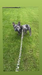 Lost Male Dog last seen Near maple st , Modesto, CA 95351