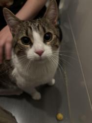 Found/Stray Male Cat last seen Woodhull hosp, Brooklyn, NY 11206