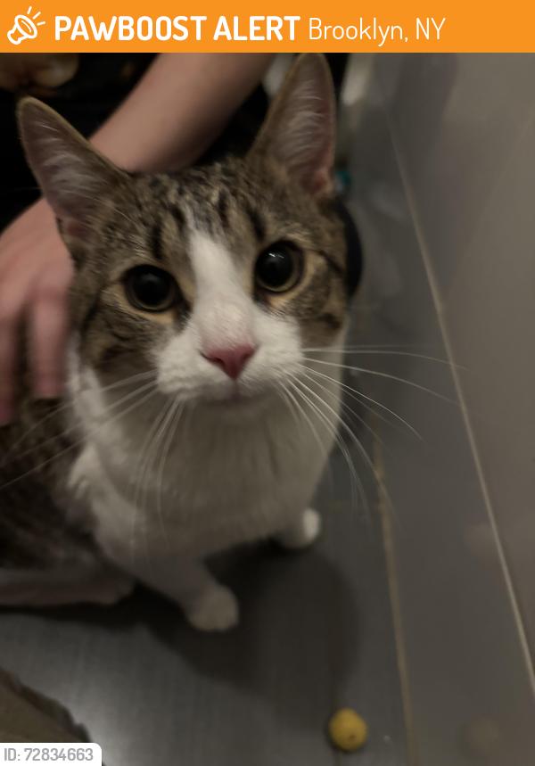 Found/Stray Male Cat last seen Woodhull hosp, Brooklyn, NY 11206