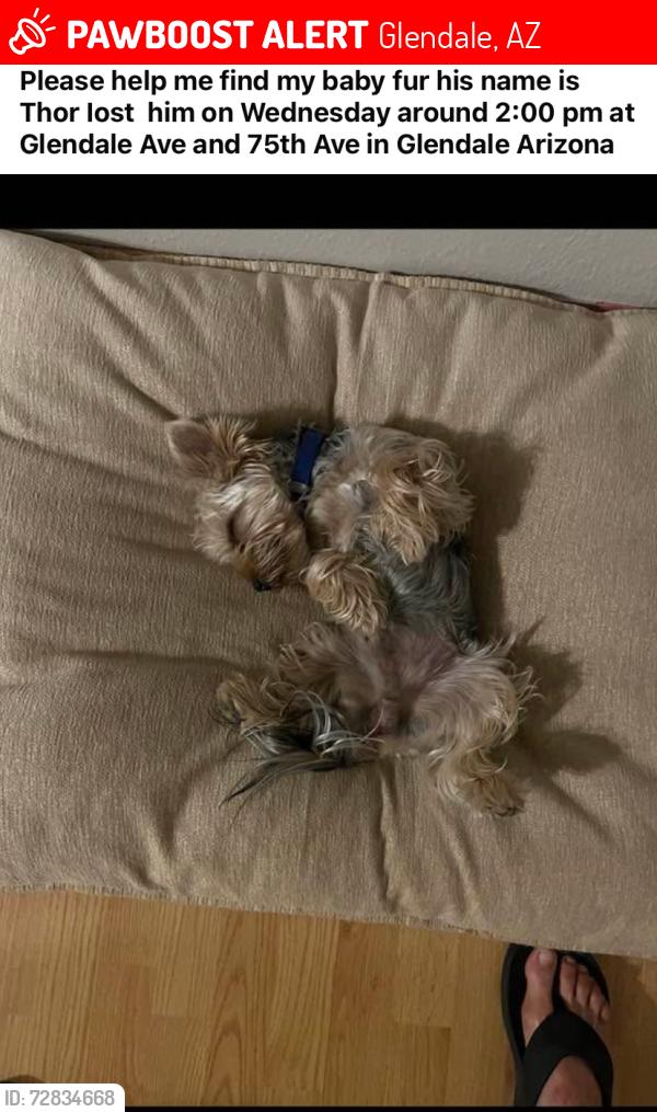 Lost Male Dog last seen Glendale Ave, 75th Ave, Northern Ave, Glendale, AZ 85303