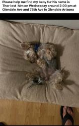Lost Male Dog last seen Glendale Ave, 75th Ave, Northern Ave, Glendale, AZ 85303