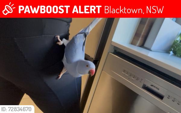 Lost Unknown Bird last seen Putters Circuit , Blacktown, NSW 2148