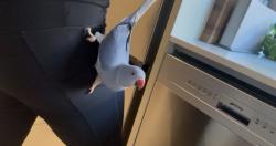 Lost Unknown Bird last seen Putters Circuit , Blacktown, NSW 2148