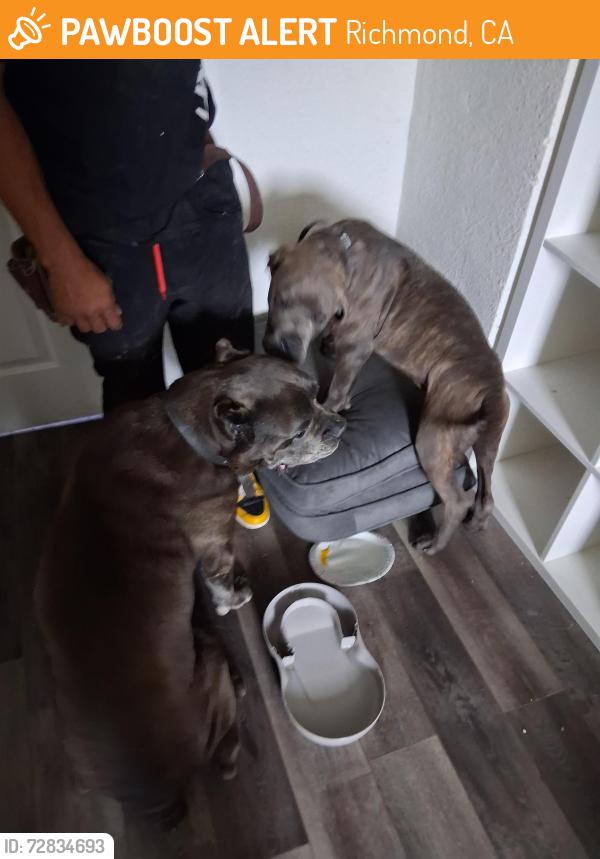 Found/Stray Male Dog last seen Point Pinole , Richmond, CA 94806