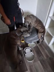 Found/Stray Male Dog last seen Point Pinole , Richmond, CA 94806