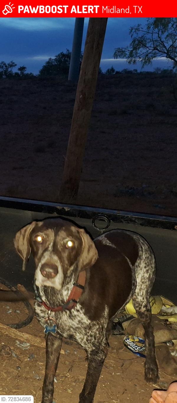 Lost Male Dog last seen Lonestar trails , Midland, TX 79705