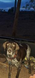 Lost Male Dog last seen Lonestar trails , Midland, TX 79705