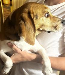 Found/Stray Male Dog last seen Knickerbocker near the Stripes closes to Lake Nasworthy, Knickerbocker, TX 76904
