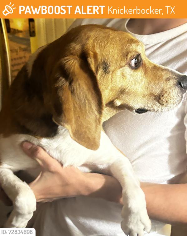 Found/Stray Male Dog last seen Knickerbocker near the Stripes closes to Lake Nasworthy, Knickerbocker, TX 76904