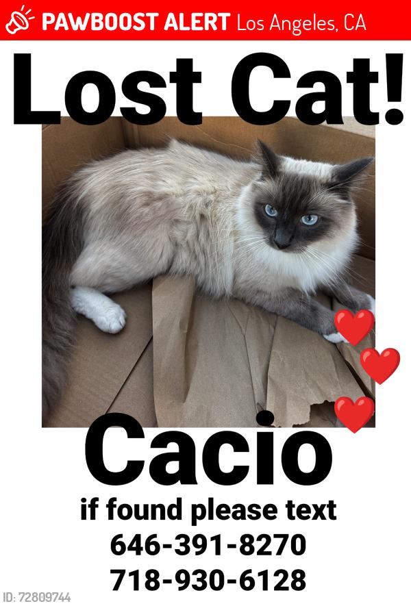 Lost Male Cat last seen Near mccune ave, Los Angeles, CA 90066