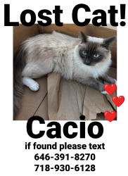 Lost Male Cat last seen Near mccune ave, Los Angeles, CA 90066