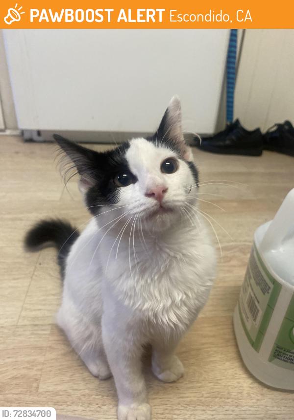 Found/Stray Female Cat last seen Near E El Norte Pkwy, Escondido, CA 92027