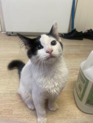 Found/Stray Female Cat last seen Near E El Norte Pkwy, Escondido, CA 92027