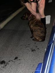 Found/Stray Female Dog last seen tezel old tezel in the field across from the jahova whiteness church, San Antonio, TX 78250
