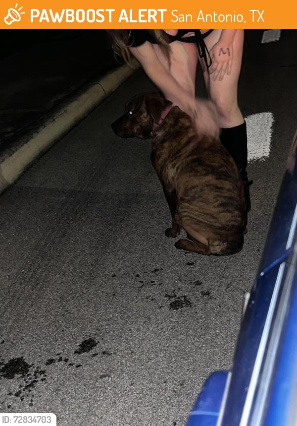 Found/Stray Female Dog last seen tezel old tezel in the field across from the jahova whiteness church, San Antonio, TX 78250